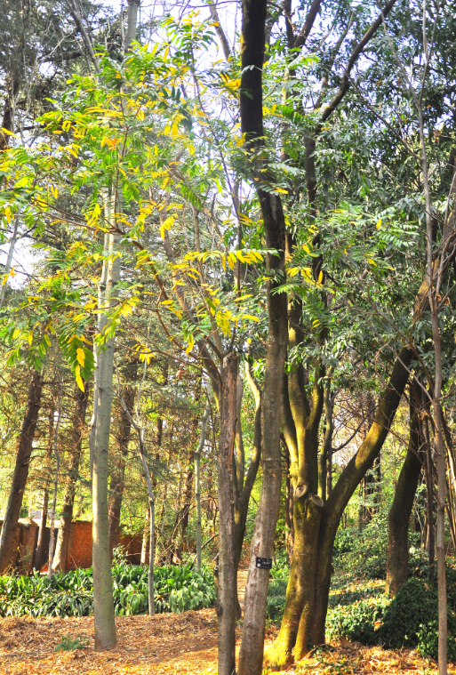 菩提子（无患子科无患子属的一种植物）