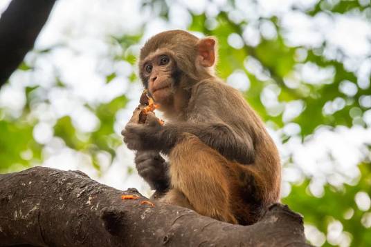 猕猴（哺乳纲动物）