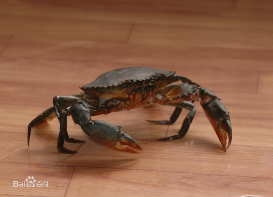 青蟹属