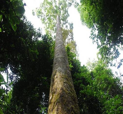 望天树（龙脑香科柳安属植物）