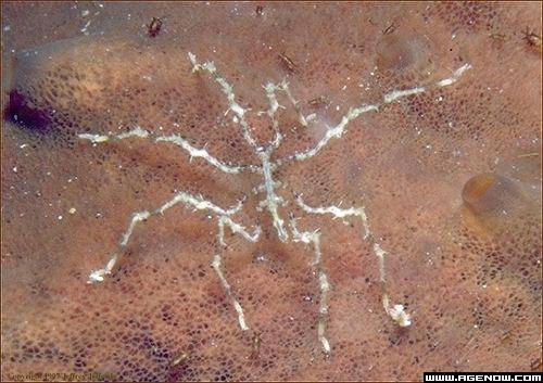 海蜘蛛(海蜘蛛纲生物)