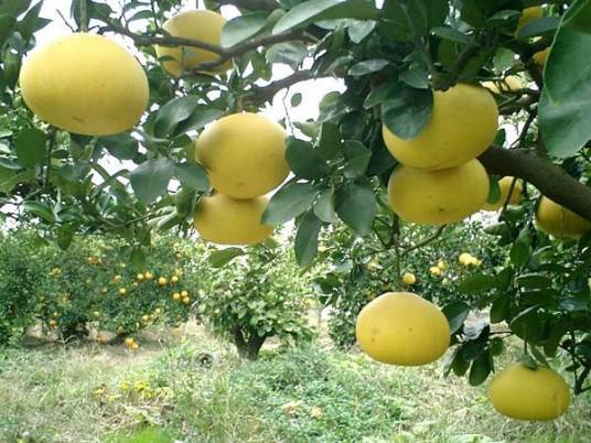 文旦（芸香科柑橘属植物）