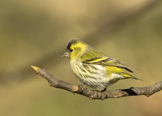 黄雀（雀科金翅雀属鸟类）