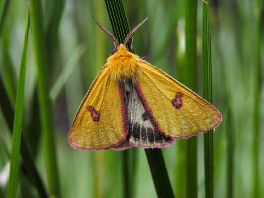 飞蛾(昆虫纲动物)