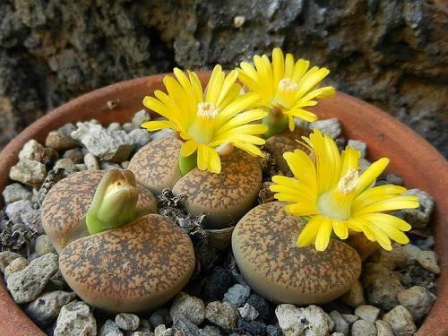 生石花(番杏科生石花属植物)