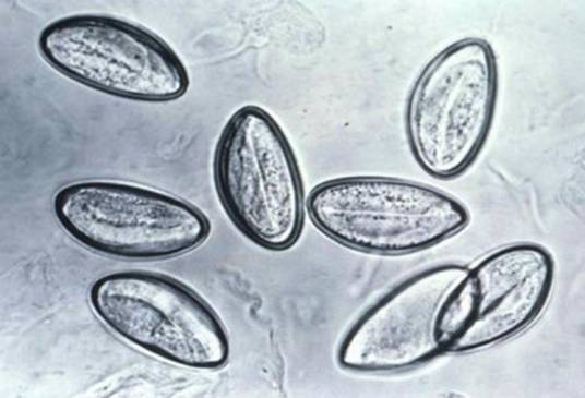 寄生（生物学概念）