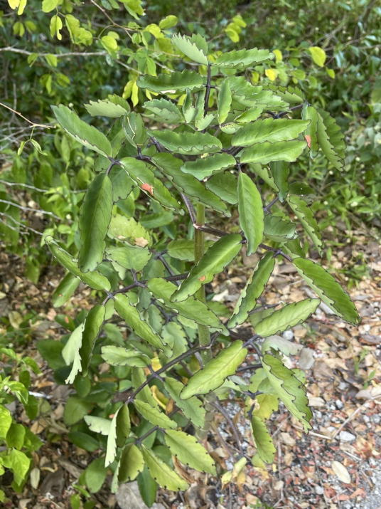 落地生根（景天科落地生根属植物）