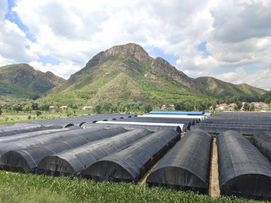 大棚（农业设施）