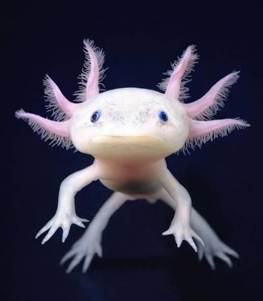 墨西哥钝口螈（钝口螈科钝口螈属动物）