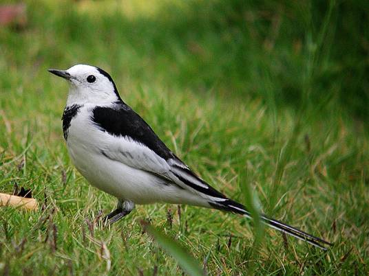 鹡鸰（鹡鸰属鸟类）