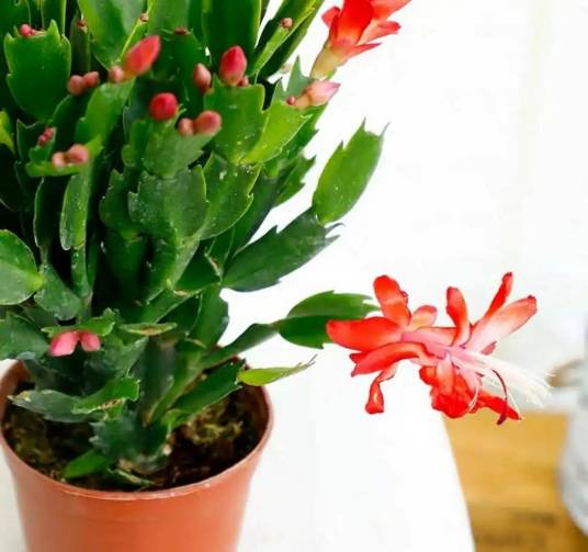 蟹爪兰（仙人掌科仙人指属植物）