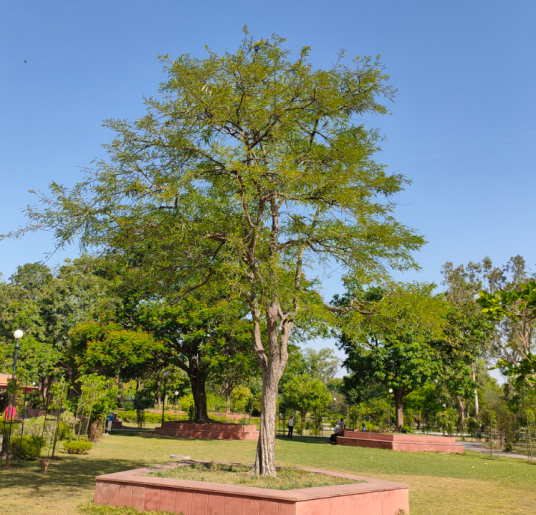 余甘子（大戟科叶下珠属的一种植物）