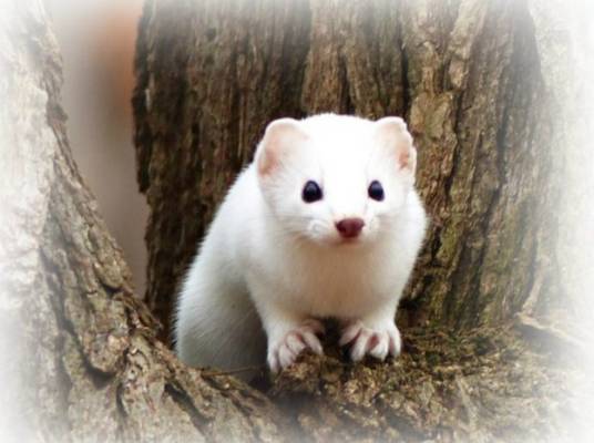 白鼬（食肉目鼬科动物）