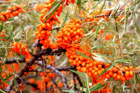 沙棘果