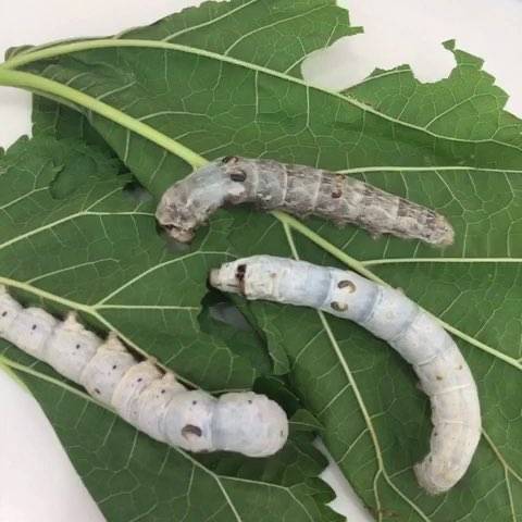 蚕宝宝（昆虫）