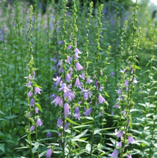 南沙参（中药）