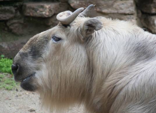 羚牛(牛科羚牛属动物)