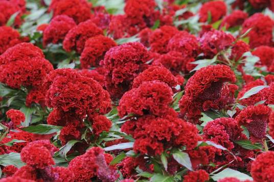 鸡冠花(苋科青葙属植物)