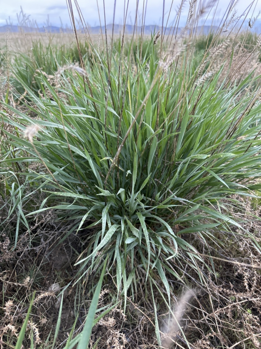 冰草(禾本科冰草属的一种植物)