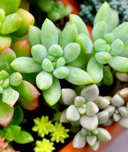 宝石花(多肉植物的统称)