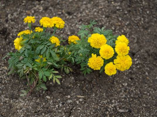 万寿菊（菊科万寿菊属植物）