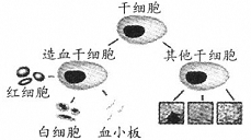 HLA血型系统