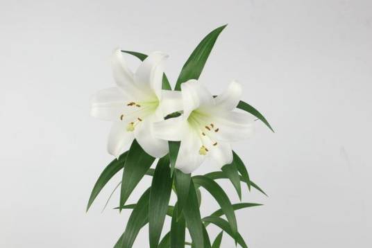 香水百合（百合科百合属植物）