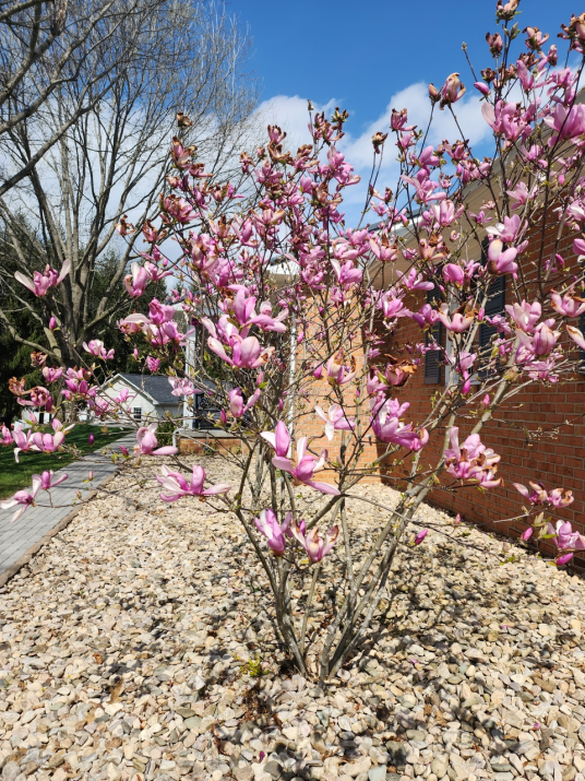 紫玉兰(木兰科玉兰属植物)