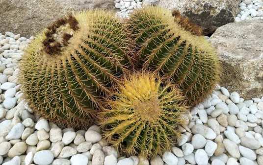 仙人球（仙人掌科仙人球属植物）