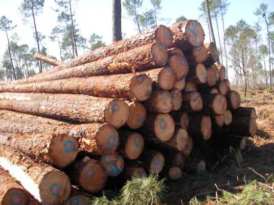 木材(植物的木质化组织)