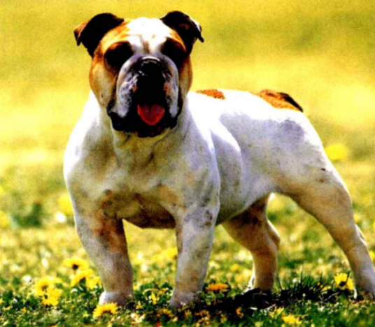 斗牛犬（起源于英国的一种赏玩犬）