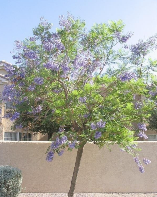 蓝花楹（紫葳科蓝花楹属植物）