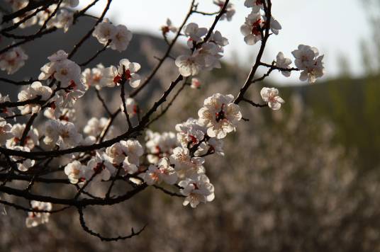 杏花（蔷薇科杏属植物）