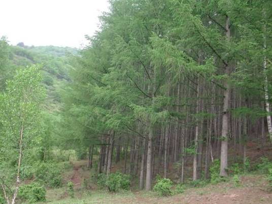 红杉树（松柏目杉科植物）