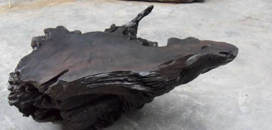 乌木（柿科柿属植物）