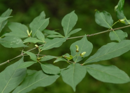 卫矛（卫矛科卫矛属植物）