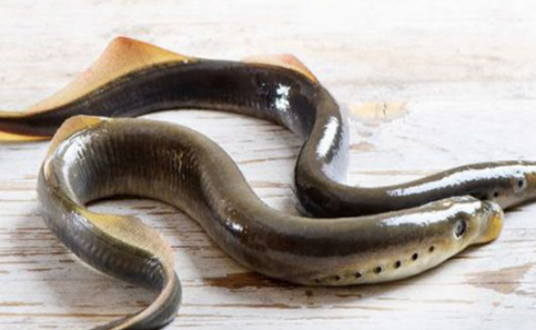 七鳃鳗（中药）