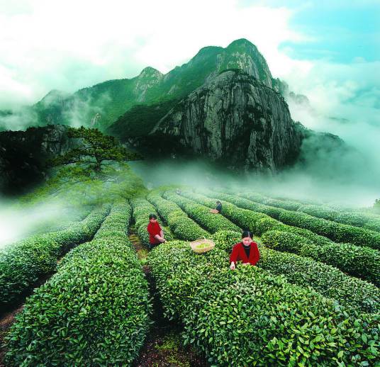 春茶（茶的种类）