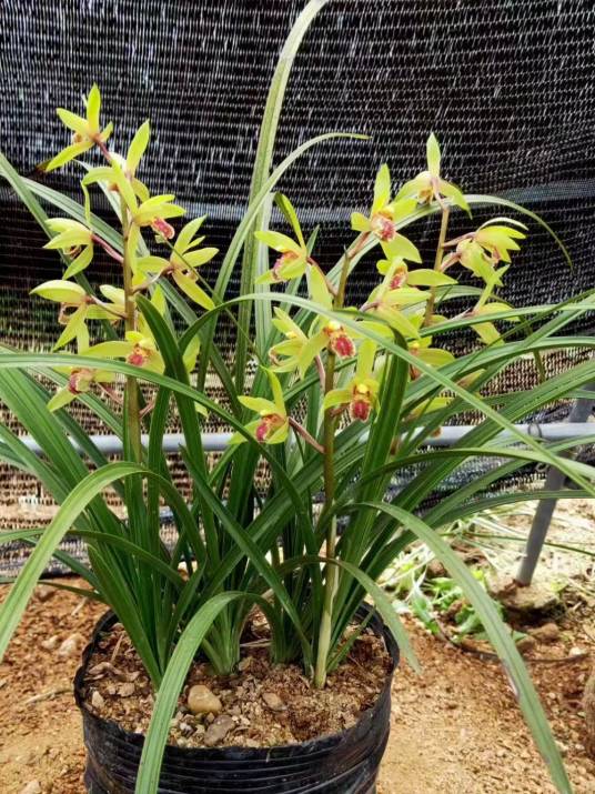 蕙兰(兰科兰属植物)