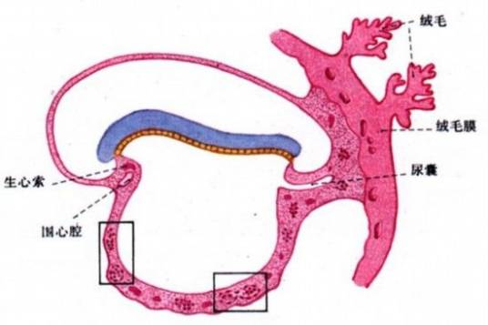 血管（器官组织）