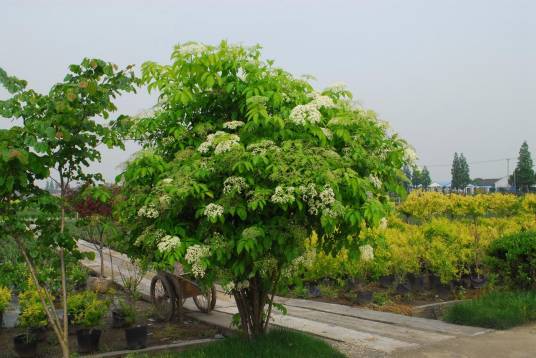 接骨木（荚蒾科接骨木属的一种植物）