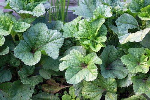 冬葵（锦葵科锦葵属植物）