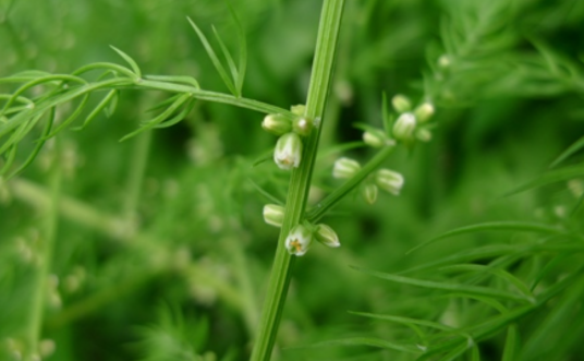 龙须菜（天门冬科天门冬属植物）
