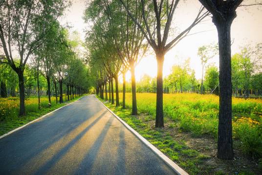 行道树(道路两侧树木)