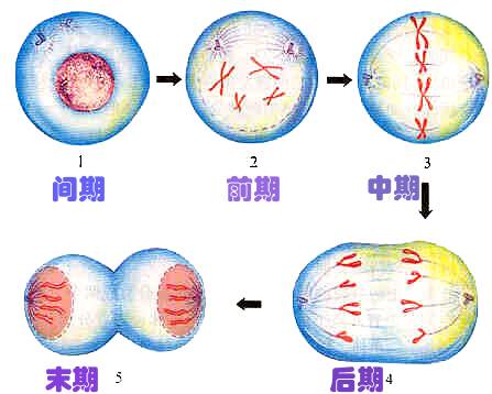 有丝分裂（一种真核细胞分裂产生体细胞的过程）