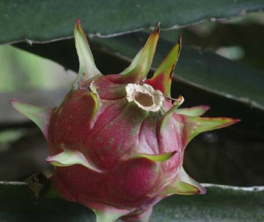 哥斯达黎加量天尺