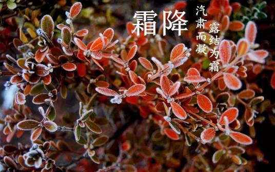 霜降（二十四节气之一）