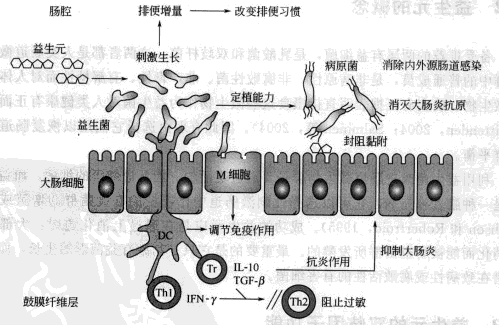 益生元