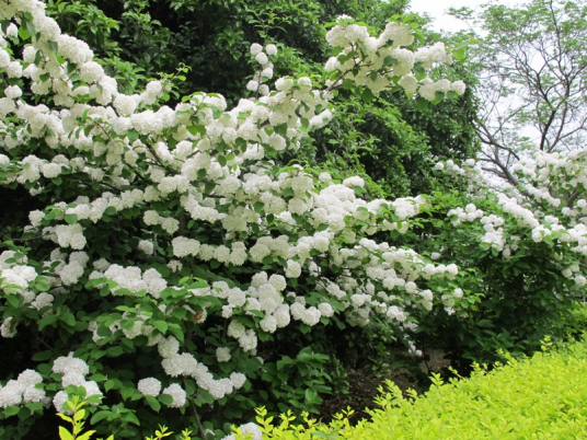 琼花（荚蒾科荚蒾属植物）