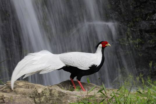 白鹇(鸡形目雉科鹇属鸟类)